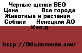 Черные щенки ВЕО › Цена ­ 5 000 - Все города Животные и растения » Собаки   . Ненецкий АО,Кия д.